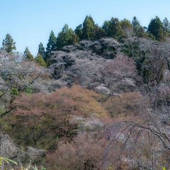 桜前線に誘われて