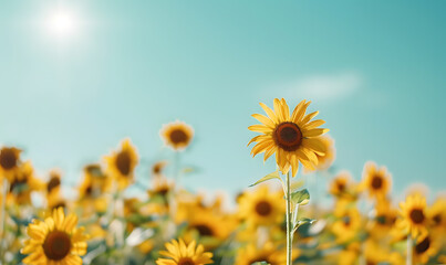 Sunflower field with clear blue sky, Generative AI 