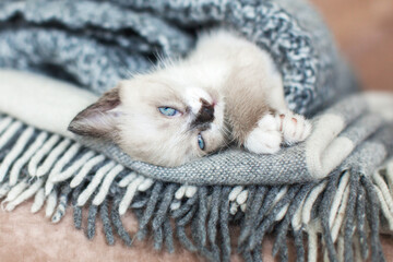 Little cat sleeping in gray knitted blanket - 781102820