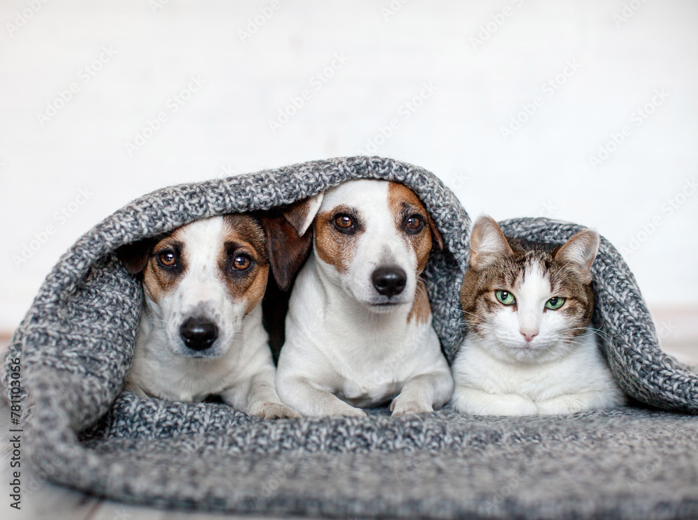 Sticker Cat and dog lying together on white blanket