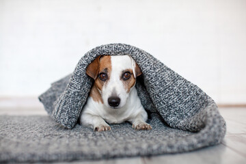 Dog lying under gray blanket - 781103055