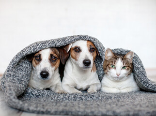 Cat and dog lying together on white blanket - 781103056