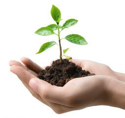 hands holding sprout and soil isolated on transparent background