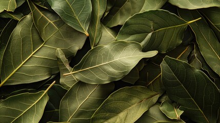 Green bay leaves background. Close-up botanical photography.