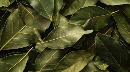 Green bay leaves background. Close-up botanical photography.