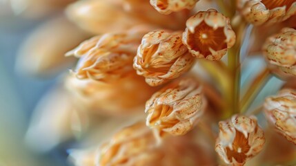 Close-Up View of Orange Kalanchoe Blossfeldiana in Bloom