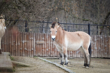 Naklejka na ściany i meble Przewalski's Horse is grazing in a zoo. Autumn day at the zoo