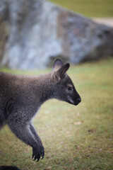 Australian kangaroo is in the zoo habitat near to the fence. They have beautiful place for living.