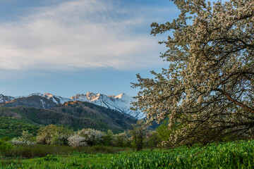 Blooming apple tree in the vicinity of the Kazakh city of Almaty on a spring day