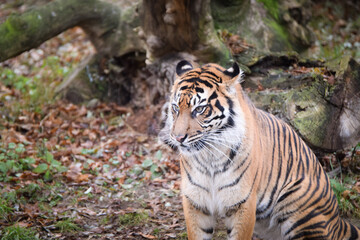 Asian tiger is going in zoo habitat. He is waiting for animal caretaker.	

