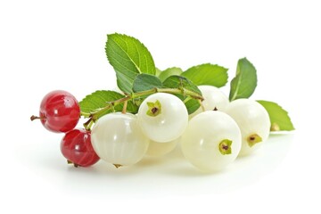 Isolated Cowberry (Foxberry, Lingonberry) - Macro Shot of Ripe White Cowberry in Natural Setting