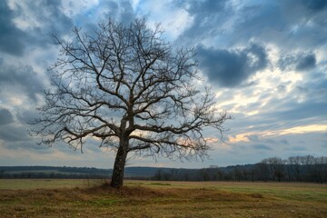 Old Leafless Tree in French Countryside under Cloudy Autumn Sky.  Scenic Landscape with Blue Background and Tree Branches