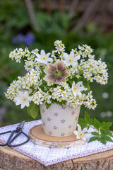 Blumenstrauß mit Blüten Gewöhnlicher Traubenkirsche, Lenzrose und Buschwindröschen in einem Porzellanbecher