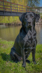 Labrador model with shiny fur