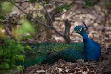 Obraz premium Resting peacock in the trees