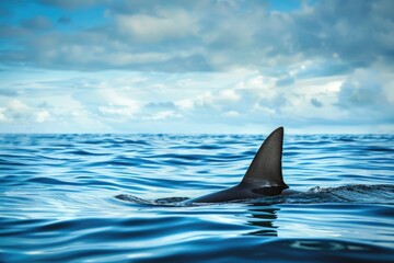 Naklejka premium Shark Fin Emerges from Blue Ocean Against Cloudy Sky. Wildlife Danger in the Sea