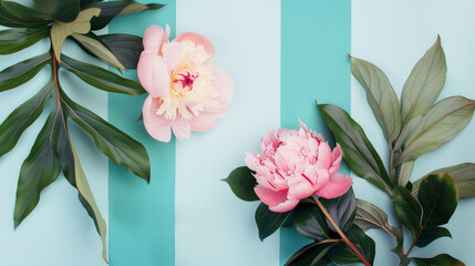 Beautiful  illustration of Philodendron and two Peonies on light background. Modern banner. - 781107083