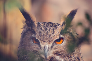Owl portrait in the zoo