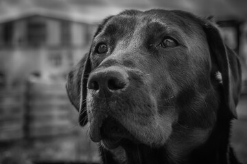 Black and white labrador portrait