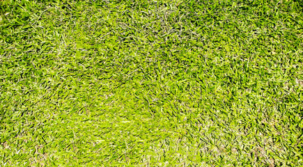 Green grass background in top view for graphic design or wallpaper