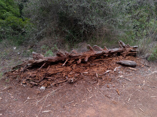 Fototapeta na wymiar Tronco de árbol decomponiéndose en el bosque