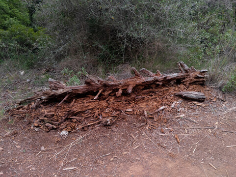 Tronco de &aacute;rbol decomponi&eacute;ndose en el bosque