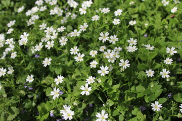 Stellaire Holost&eacute;e