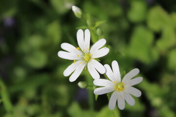 Fleurs de printemps, Stellaire Holostée