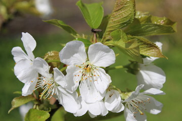 Fleurs de cerisier