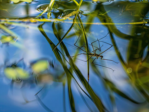 Macro shot of water striders on a pond's surface, with vivid reflections of sky and foliage.