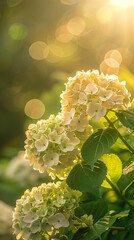 A closeup of the delicate, soft flowers in full bloom on hydrangea bushes under sunlight. The light reflects off their petals creating a dreamy glow and a warm atmosphere. Spring greeting card