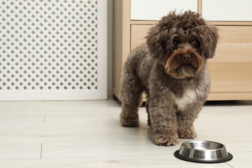 Cute Maltipoo dog and his bowl at home, space for text. Lovely pet