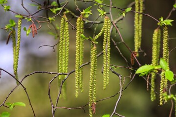 Ostrya carpinifolia or European hop hornbeam branches.