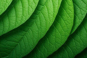 Obraz premium Close-up of Fresh Green Leaves in a Row generative AI