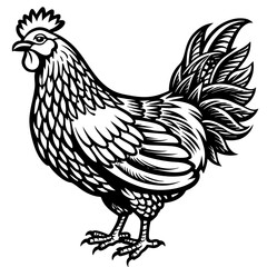 hen 