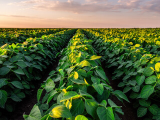 Golden light bathes a soybean crop, highlighting the green leaves and fertile soil