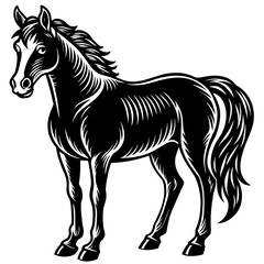 black and white horse