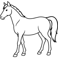 Obraz premium horse isolated on white