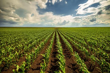 Foto op Aluminium Expansive view of a green corn field stretching into the horizon under a dramatic cloudy sky © oticki
