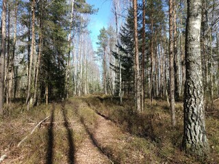 Rekyva forest during sunny early spring day. Pine and birch tree woodland. Blueberry bushes are growing in woods. Sunny day. Early spring season. Nature. Rekyvos miskas. - obrazy, fototapety, plakaty