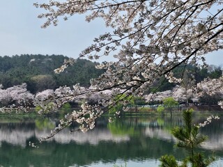 cherry blossom reflected in water