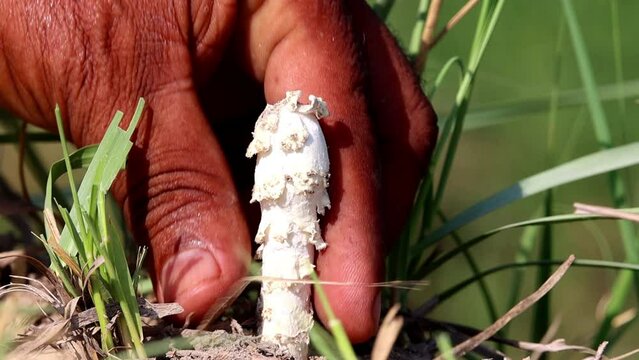 Organic Edible Shaggy mane Mushroom Picking In Nature 4k Slow Motion 120fps, mushrooms in the grass