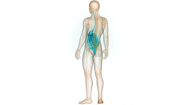 Human Digestive System Anatomy