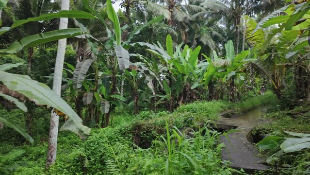 Banana trees and Irrigation river feeding into the Kajeng Rice Field, Ubud, Bali, Indonesia.
