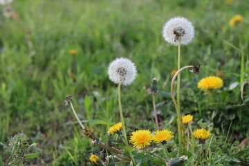 Two white fluffs in a yellow dandelion
