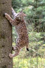 Luchs © Xaver Klaussner