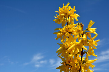 Yellow forsythia flowers against the blue sky