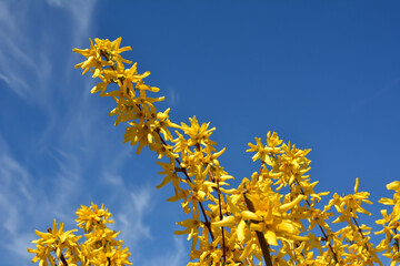 Yellow forsythia flowers against the blue sky