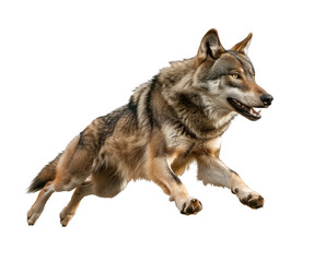 Running grey wolf with a focused expression