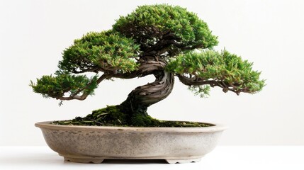 Timeless bonsai tree representing patience and care, a natural piece of art perfect for contemplation, AI Generative.
